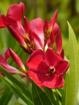 Jannoch Red Oleander, Nerium oleander 'Jannoch'